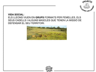 VIDA SOCIAL:
ELS LLEONS VIUEN EN GRUPS FORMATS PER FEMELLES, ELS
SEUS CADELLS I ALGUNS MASCLES QUE TENEN LA MISSIÓ DE
DEFENSAR EL SEU TERRITORI.
 