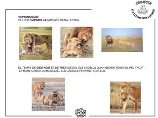 REPRODUCCIÓ:
EL LLEÓ S'APARELLA AMB MÉS D'UNA LLEONA.
EL TEMPS DE GESTACIÓ ÉS DE TRES MESOS. ELS CADELLS QUAN NEIXEN TENEN EL PÈL TACAT.
LA MARE CANVIA D'AMAGATALL ELS CADELLS PER PROTEGIR-LOS.
 