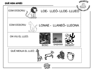 COM S’ESCRIU LOE- LLEÓ- LLOE- LLUEO
COM S’ESCRIU LONAE - LLANEÓ- LLEONA
ON VIU EL LLEÓ:
BOSC SABANA
QUÈ MENJA EL LLEÓ:
QUÈ HEM APRÉS
DESERT
 