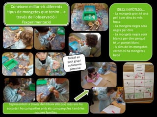 Coneixem millor els diferents
tipus de mongetes que tenim ...a
través de l'observació i
l’experimentació

Representem a través del dibuix allò que més ens ha
sorprès i ho compartim amb els companys/es i amb les
nostres famílies

IDEES I HIPÒTESIS...
- La mongeta gran té una
pell i per dins és més
fosca
- La mongeta negra serà
negra per dins
- La mongeta negra serà
blanca per dins perquè
té un puntet blanc
- A dins de les mongetes
verdes hi ha mongetes
bebè

 