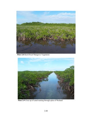 Plate 2.8 Short/Dwarf Mangrove Vegetation 
Plate 2.9 Close up of canal running through spine of Wetland 
2-40 
 