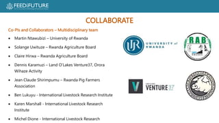 Profiting from pigs in Rwanda:  Improving people’s lives and livelihoods through more productive pig farming