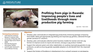Profiting from pigs in Rwanda:  Improving people’s lives and livelihoods through more productive pig farming