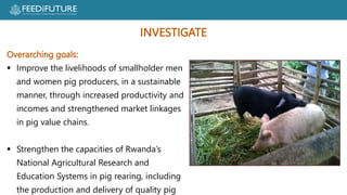 Profiting from pigs in Rwanda:  Improving people’s lives and livelihoods through more productive pig farming