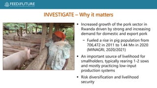 Profiting from pigs in Rwanda:  Improving people’s lives and livelihoods through more productive pig farming