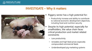 Profiting from pigs in Rwanda:  Improving people’s lives and livelihoods through more productive pig farming
