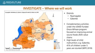 Profiting from pigs in Rwanda:  Improving people’s lives and livelihoods through more productive pig farming