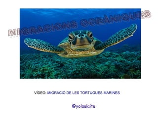 VÍDEO: MIGRACIÓ DE LES TORTUGUES MARINES

@yolaulaitu

 