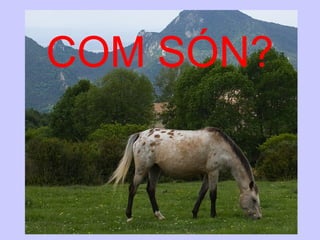 COM SÓN?
 