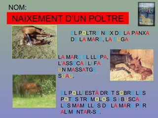 NOM:
NAIXEMENT D’UN POLTRE
EL POLTRE NEIX DE LA PANXA
DE LA MARE, LA EUGA
LA MARE EL LLEPA,
L’ASSECA I LI FA
UN MASSATGE
SUAU.
EL POLLÍ ESTÀ DRET SOBRE LES
POTES TREMOLOSES I BUSCA
LES MAMELLES DE LA MARE PER
ALIMENTAR-SE.
 