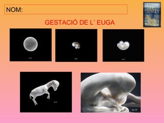 NOM:
GESTACIÓ DE L’ EUGA
 