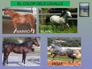 MARRÓ BLANC
NEGRE
PIGAT
EL COLOR DELS CAVALLS
 