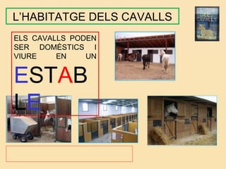 L’HABITATGE DELS CAVALLS
ELS CAVALLS PODEN
SER DOMÈSTICS I
VIURE EN UN
ESTAB
LE
 