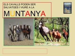 ELS CAVALLS PODEN SER
SALVATGES I VIURE A LA
MUNTANYA
 