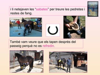i li netejaven les “sabates” per treure les pedretes i
restes de fang.
També vam veure que els tapen desprès del
passeig perquè no es refredin.
 