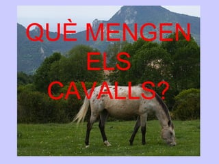 QUÈ MENGEN
ELS
CAVALLS?
 