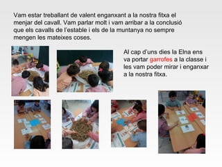 Vam estar treballant de valent enganxant a la nostra fitxa el
menjar del cavall. Vam parlar molt i vam arribar a la conclusió
que els cavalls de l’estable i els de la muntanya no sempre
mengen les mateixes coses.
Al cap d’uns dies la Elna ens
va portar garrofes a la classe i
les vam poder mirar i enganxar
a la nostra fitxa.
 