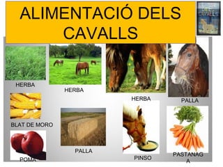 ALIMENTACIÓ DELS
CAVALLS
PASTANAG
A
PINSO
PALLA
POMA
BLAT DE MORO
HERBA
HERBA
HERBA PALLA
 