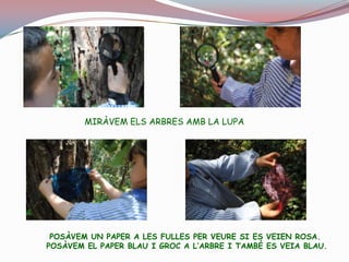 FÈIEM D’EXPLORADORS DEL NOSTRE BOSCMIRÀVEM AMB ELS PAPERS DE COLORS I LES LUPESEL PAPER EL VÈIEM DE VERITAT I TAMBÉ AL TERRA