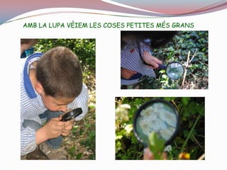 MIRÀVEM ELS ARBRES AMB LA LUPAPOSÀVEM UN PAPER A LES FULLES PER VEURE SI ES VEIEN ROSA. POSÀVEM EL PAPER BLAU I GROC A L’ARBRE I TAMBÉ ES VEIA BLAU.