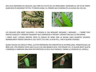 DELS OUS NAIXERAN LES ERUGUES, QUE SÓN ELS FILLETS DE LES PAPALLONES. NAIXERAN AL CAP D’UN TEMPS.
QUAN NEIX ÉS MOOOOLT PETITA I TÉ MOLTA GANA I EL PRIMER QUE ES MENJA ÉS LA CLOSCA DEL SEU OU.
LES ERUGUES SÓN MOLT GOLAFRES I ES PASSEN EL DIA MENJANT, MENJANT, I MENJANT..... I TAMBÉ FENT
MOLTES CAQUES!!!! MENGEN TAAAAANT QUE COMENCEN A CRÉIXER I CRÉIXER FINS QUE ES FAN GRANS.
I SABEU QUÈ? L’ERUGA MENTRE CREIX ES CANVIA DE ROBA (FAN LA MUDA) UNES QUANTES VEGADES,
NORMALMENT PODEN CANVIAR EL SEU VESTIT, ÉS A DIR, LA SEVA PELL, FINS A QUATRE VEGADES.
QUAN L’ERUGA HA CRESCUT PROU, JA ESTÀ PREPARADA PER CONVERTIR-SE EN PAPALLONA. PRIMER BUSCA UN
BON LLOC, PER EXEMPLE SOTA UNA FULLA O EN UNA BRANCA SECA, PER PENJAR-S’HI. ES QUEDA MOLT QUIETA
I COMENÇA A FABRICAR UNA SEDA PER PROTEGIR-SE DELS SEUS ENEMICS, FORMA LA CRISÀLIDE (EL CAPOLL).
 