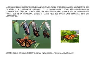 LA CRISÀLIDE ES QUEDA MOLT QUIETA DURANT UN TEMPS, AL SEU INTERIOR HI HAURAN MOLTS CANVIS. DINS
CREIXERAN LES ALES, LES ANTENES, LES POTES I ELS ULLS. QUAN ARRIBA EL TEMPS MÉS CALURÓS LA CLOSCA
ES TRENCA PER L’ESQUENA I SURT DE DINS UNA PAPALLONA MOOOOOLT MACA. ARA JA TENIM L’ÚLTIMA
FORMA QUE ÉS LA PAPALLONA. D’AQUESTS CANVIS QUE SOL DURAR UNES SETMANES, SE’N DIU:
METAMORFOSI.
A PARTIR D’AQUÍ LES PAPALLONES ES TORNEN A ENAMORAR I..... TORNEM ACOMENÇAR!!!!
 