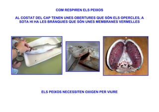 COM RESPIREN ELS PEIXOS

AL COSTAT DEL CAP TENEN UNES OBERTURES QUE SÓN ELS OPERCLES, A
  SOTA HI HA LES BRÀNQUIES QUE SÓN UNES MEMBRANES VERMELLES




            ELS PEIXOS NECESSITEN OXIGEN PER VIURE
 