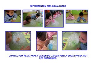 EXPERIMENTEM AMB AIGUA I SABÓ




QUAN EL PEIX NEDA, AGAFA OXIGEN DE L’AIGUA PER LA BOCA I PASSA PER
                         LES BRÀNQUIES.
 