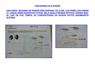 COM NEIXEN ELS PEIXOS

UNA GRAN MAJORIA DE PEIXOS SÓN OVÍPARS, ÉS A DIR, LES FEMELLES PONEN
A L’AIGUA GRAN QUANTITAT D’OUS, DELS QUALS NEIXEN PETITES LARVES QUE,
AL CAP DE POC TEMPS, ES CONVERTEIXEN EN PEIXOS PETITS ANOMENATS
ALEVINS
 