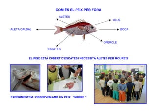 COM ÉS EL PEIX PER FORA
                            ALETES
                                                            ULLS


ALETA CAUDAL                                                       BOCA



                                                       OPERCLE

                     ESCATES


          EL PEIX ESTÀ COBERT D’ESCATES I NECESSITA ALETES PER MOURE’S




EXPERIMENTEM I OBSERVEM AMB UN PEIX “MABRE “
 