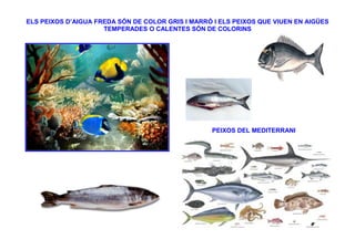 ELS PEIXOS D’AIGUA FREDA SÓN DE COLOR GRIS I MARRÓ I ELS PEIXOS QUE VIUEN EN AIGÜES
                     TEMPERADES O CALENTES SÓN DE COLORINS




                                                  PEIXOS DEL MEDITERRANI
 