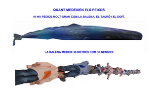 QUANT MEDEIXEN ELS PEIXOS
HI HA PEIXOS MOLT GRAN COM LA BALENA, EL TAURÓ I EL DOFÍ.




       LA BALENA MEDEIX 30 METRES COM 30 NENS/ES
 
