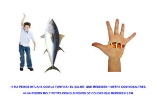HI HA PEIXOS MITJANS COM LA TONYINA I EL SALMÓ QUE MEDEIXEN 1 METRE COM NOSALTRES.

       HI HA PEIXOS MOLT PETITS COM ELS PEIXOS DE COLORS QUE MEDEIXEN 5 CM.
 