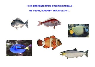 HI HA DIFERENTS TIPUS D’ALETES CAUDALS

  DE TISORS, RODONES, TRIANGULARS…
 
