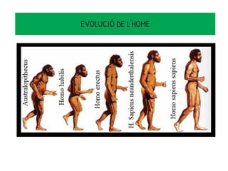 EVOLUCIÓ DE L'HOME
 