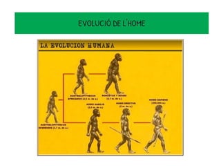 EVOLUCIÓ DE L'HOME
 