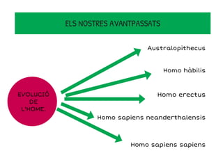 EVOLUCIÓ
DE
L'HOME.
Australopithecus
Homo hàbilis
Homo erectus
Homo sapiens neanderthalensis
Homo sapiens sapiens
ELS NOSTRES AVANTPASSATS
 