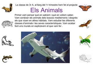 La classe de 3r A, al llarg del 1r trimestre hem fet el projecte
Els Animals
Primer vam pensar què en sabíem i què en volíem saber.
Vam conèixer els animals dels boscos mediterranis i després
els que viuen en altres hàbitats. Vam estudiar les diferents
classes d’animals i les seves característiques. Vam acabar
fent uns murals on explicàvem el que vam fer .
 