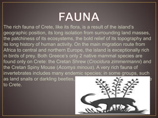 The rich fauna of Crete, like its flora, is a result of the island’s 
geographic position, its long isolation from surrounding land masses, 
the patchiness of its ecosystems, the bold relief of its topography and 
its long history of human activity. On the main migration route from 
Africa to central and northern Europe, the island is exceptionally rich 
in birds of prey. Both Greece’s only 2 native mammal species are 
found only on Crete: the Cretan Shrew (Crocidura zimmermanni) and 
the Cretan Spiny Mouse (Acomys minous). A very rich fauna of 
invertebrates includes many endemic species; in some groups, such 
as land snails or darkling beetles, over 40% of the species are unique 
to Crete. 
 