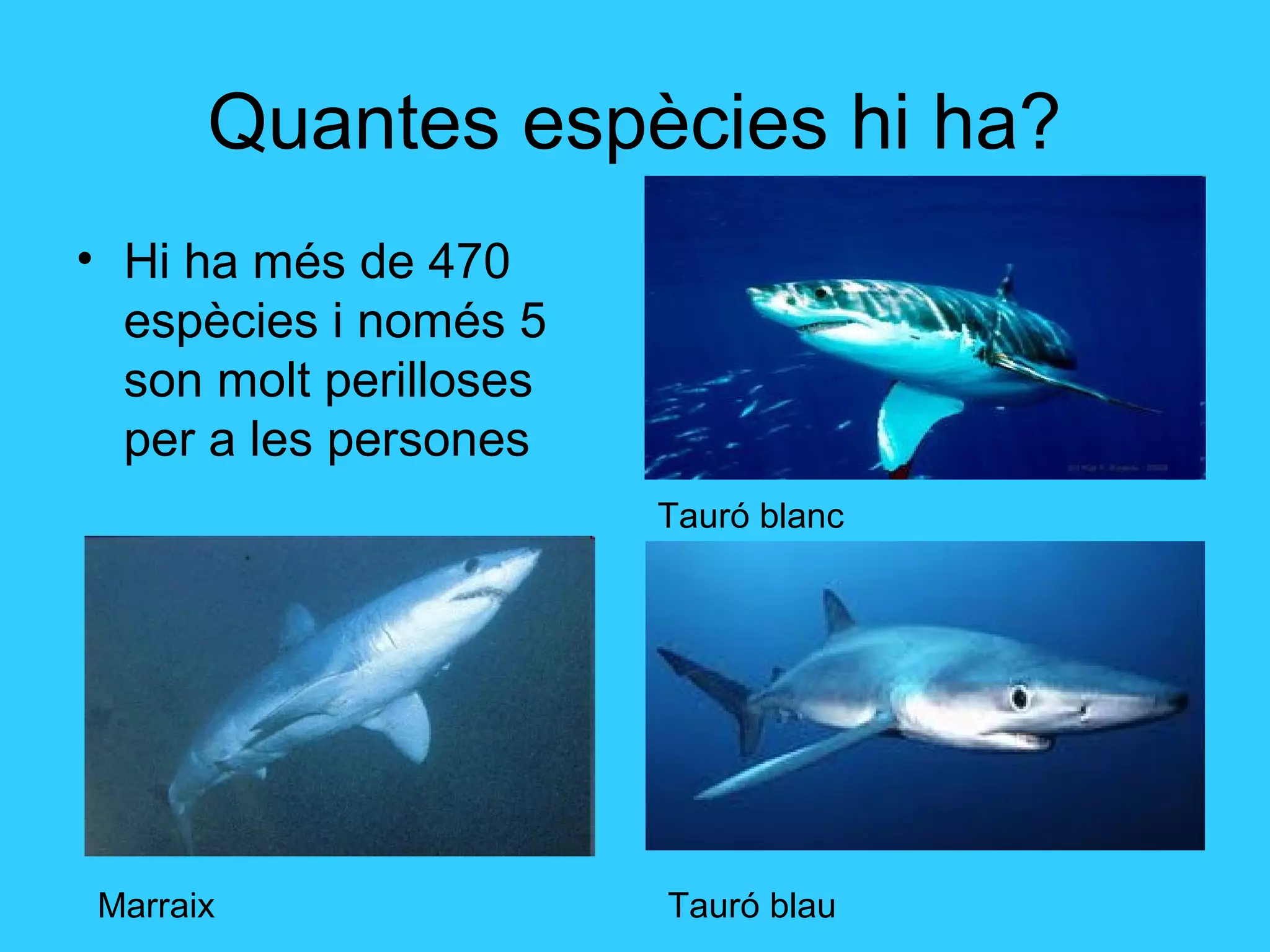 Quantes espècies hi ha?
• Hi ha més de 470
espècies i només 5
son molt perilloses
per a les persones
Marraix
Tauró blanc
Tauró blau
 