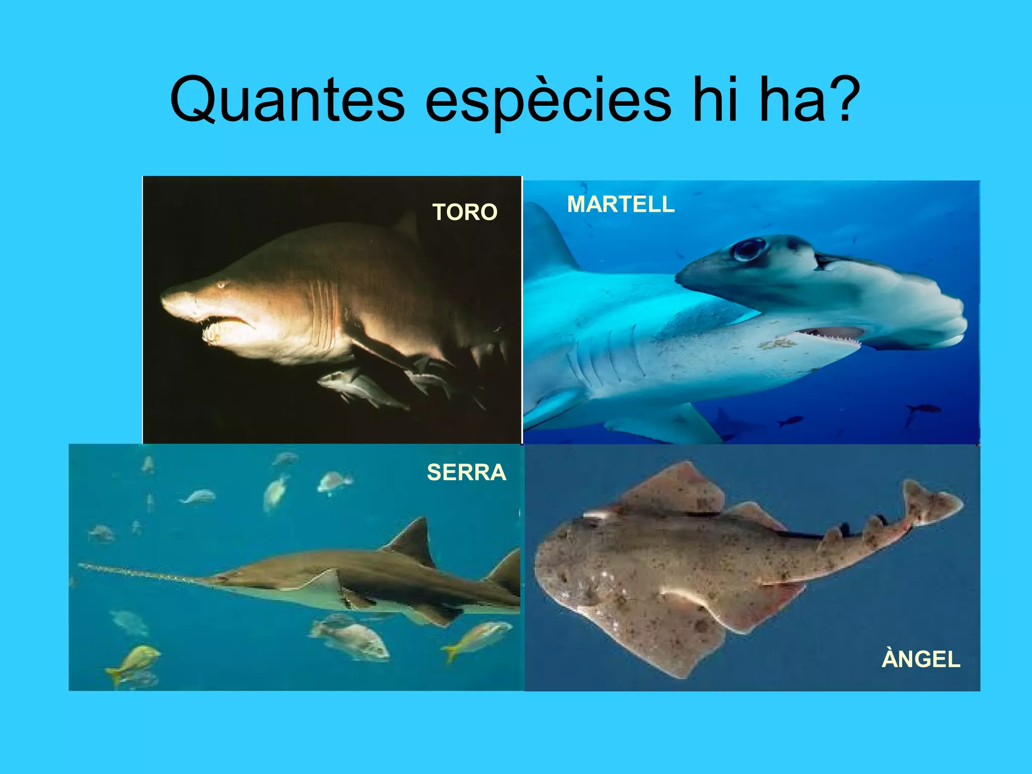 Quantes espècies hi ha?
TORO MARTELL
SERRA
ÀNGEL
 