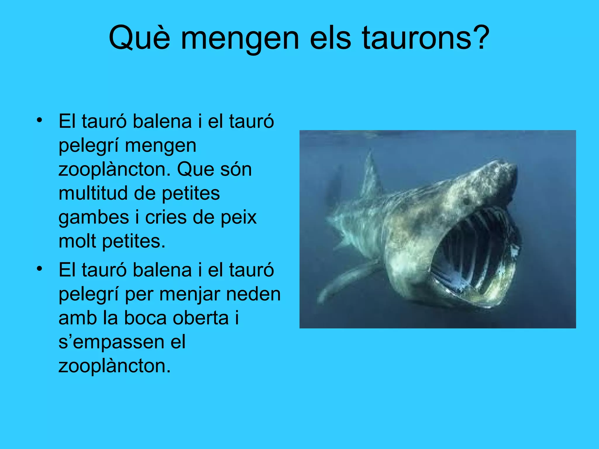 Què mengen els taurons?
• El tauró balena i el tauró
pelegrí mengen
zooplàncton. Que són
multitud de petites
gambes i cries de peix
molt petites.
• El tauró balena i el tauró
pelegrí per menjar neden
amb la boca oberta i
s’empassen el
zooplàncton.
 