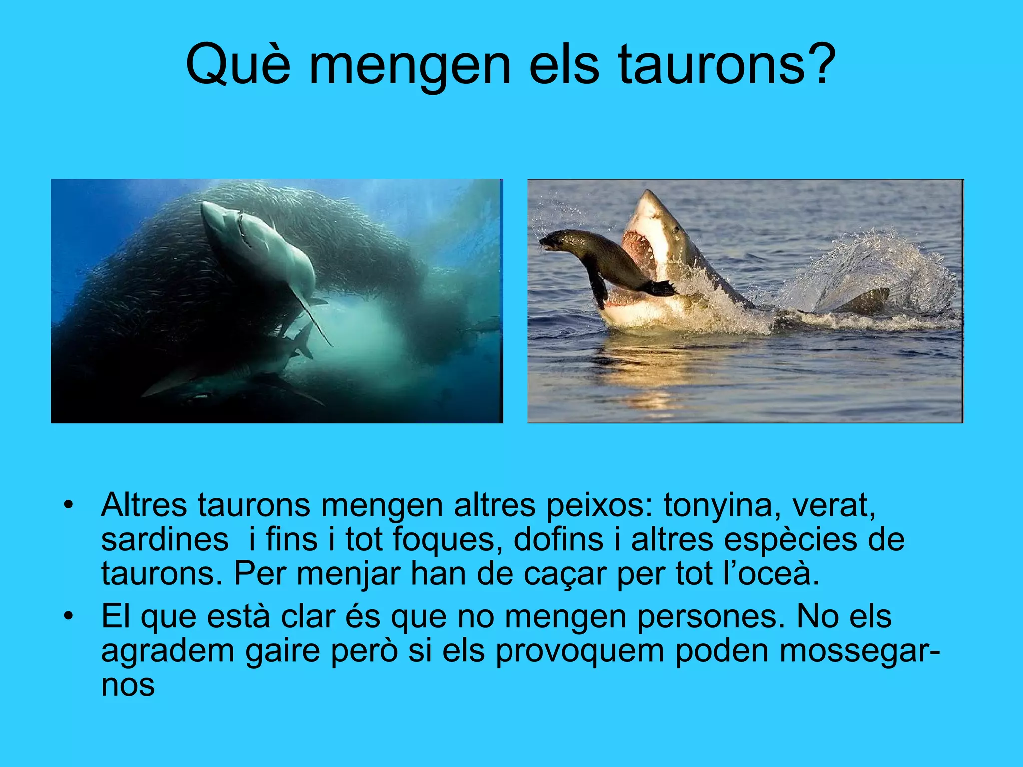 Què mengen els taurons?
• Altres taurons mengen altres peixos: tonyina, verat,
sardines i fins i tot foques, dofins i altres espècies de
taurons. Per menjar han de caçar per tot l’oceà.
• El que està clar és que no mengen persones. No els
agradem gaire però si els provoquem poden mossegar-
nos
 