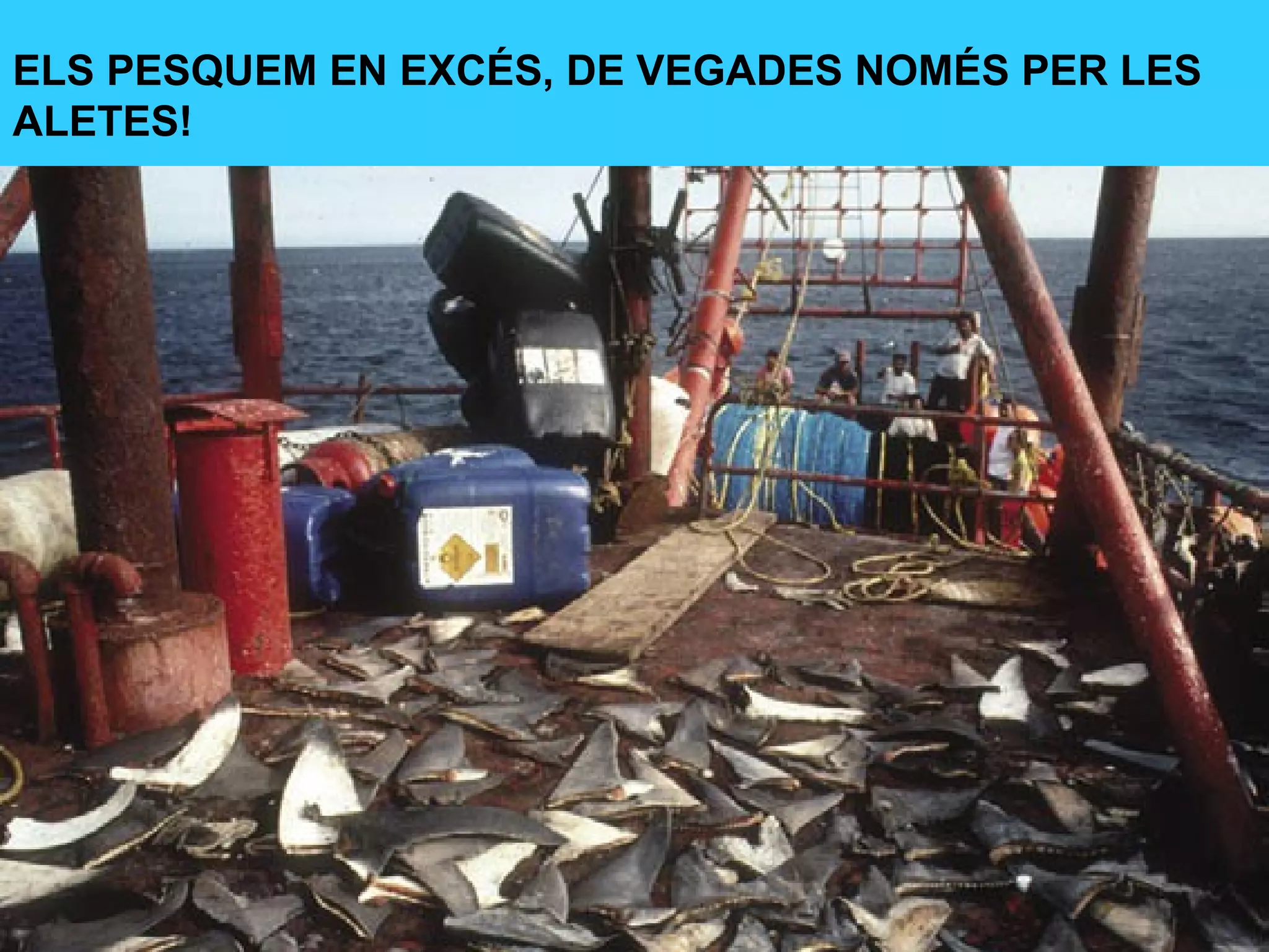 ELS PESQUEM EN EXCÉS, DE VEGADES NOMÉS PER LES
ALETES!
 