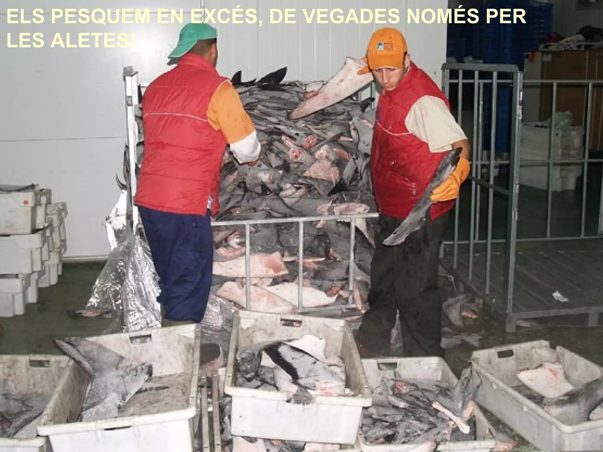 ELS PESQUEM EN EXCÉS, DE VEGADES NOMÉS PER
LES ALETES!
 