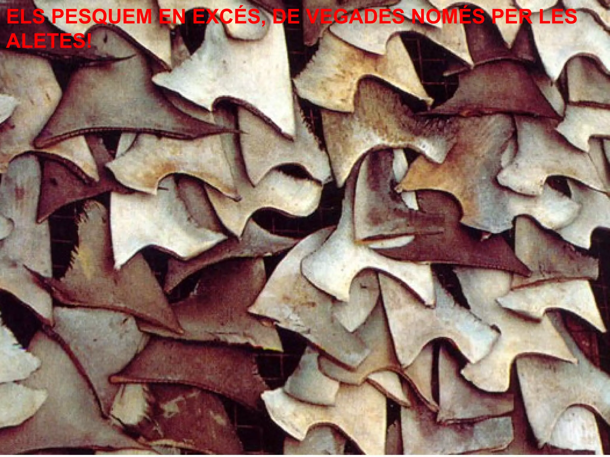 ELS PESQUEM EN EXCÉS, DE VEGADES NOMÉS PER LES
ALETES!
 