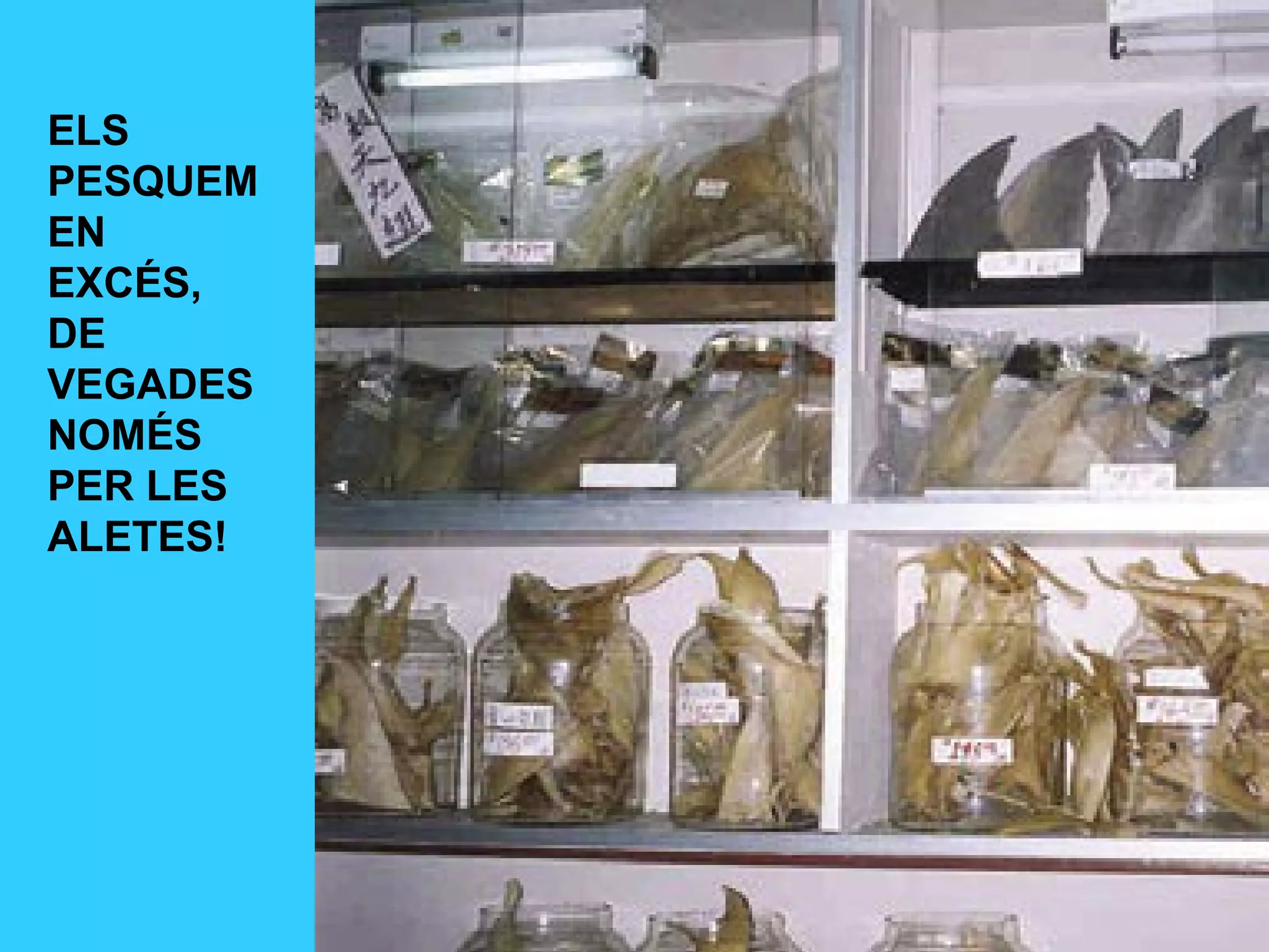 ELS
PESQUEM
EN
EXCÉS,
DE
VEGADES
NOMÉS
PER LES
ALETES!
 