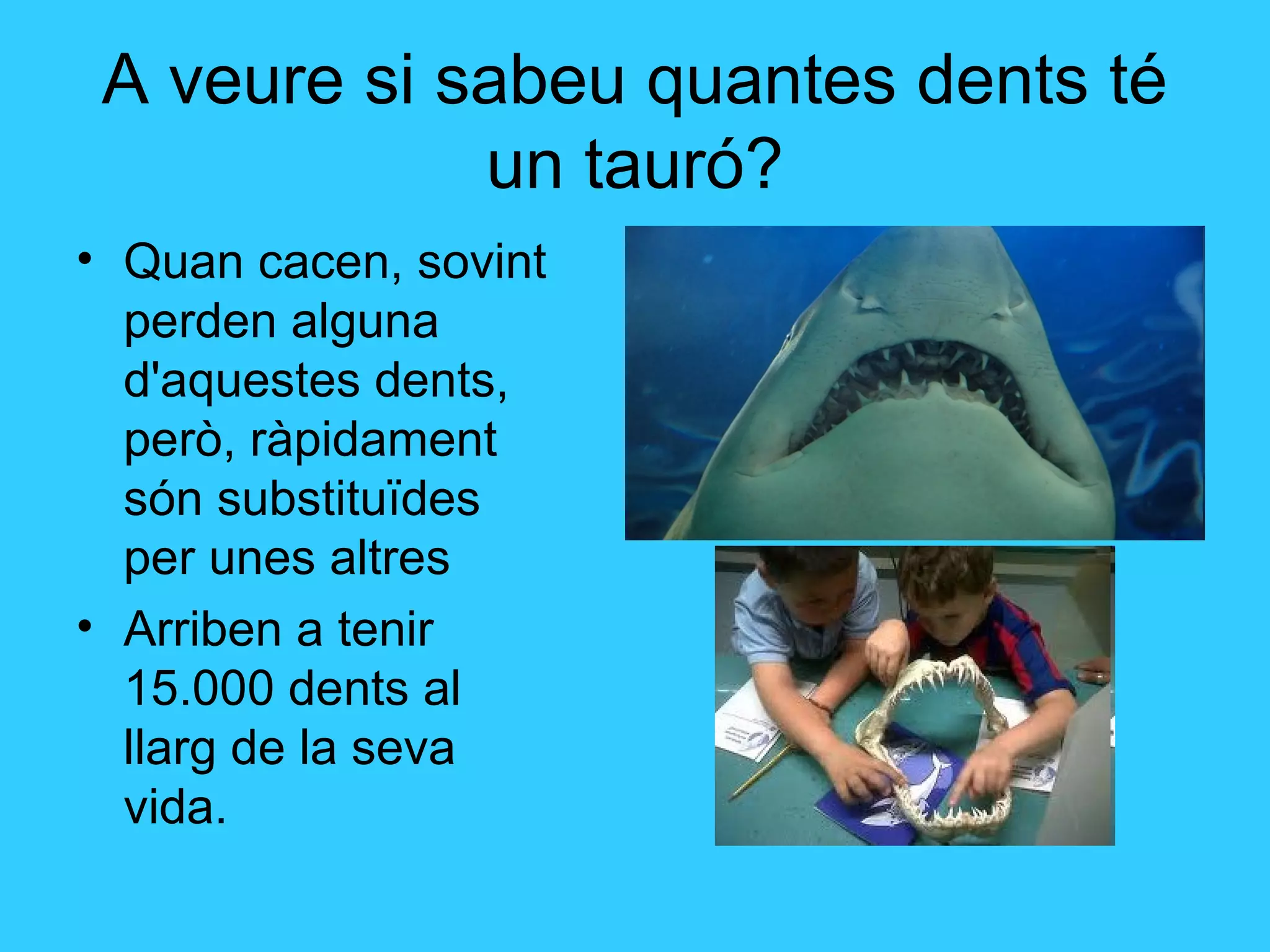 A veure si sabeu quantes dents té
un tauró?
• Quan cacen, sovint
perden alguna
d'aquestes dents,
però, ràpidament
són substituïdes
per unes altres
• Arriben a tenir
15.000 dents al
llarg de la seva
vida.
 