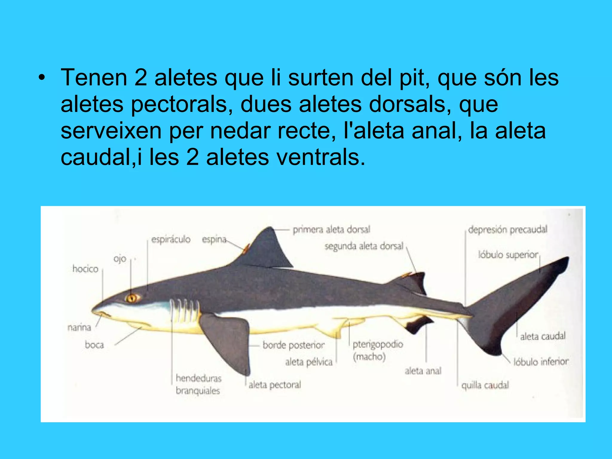 • Tenen 2 aletes que li surten del pit, que són les
aletes pectorals, dues aletes dorsals, que
serveixen per nedar recte, l'aleta anal, la aleta
caudal,i les 2 aletes ventrals.
 