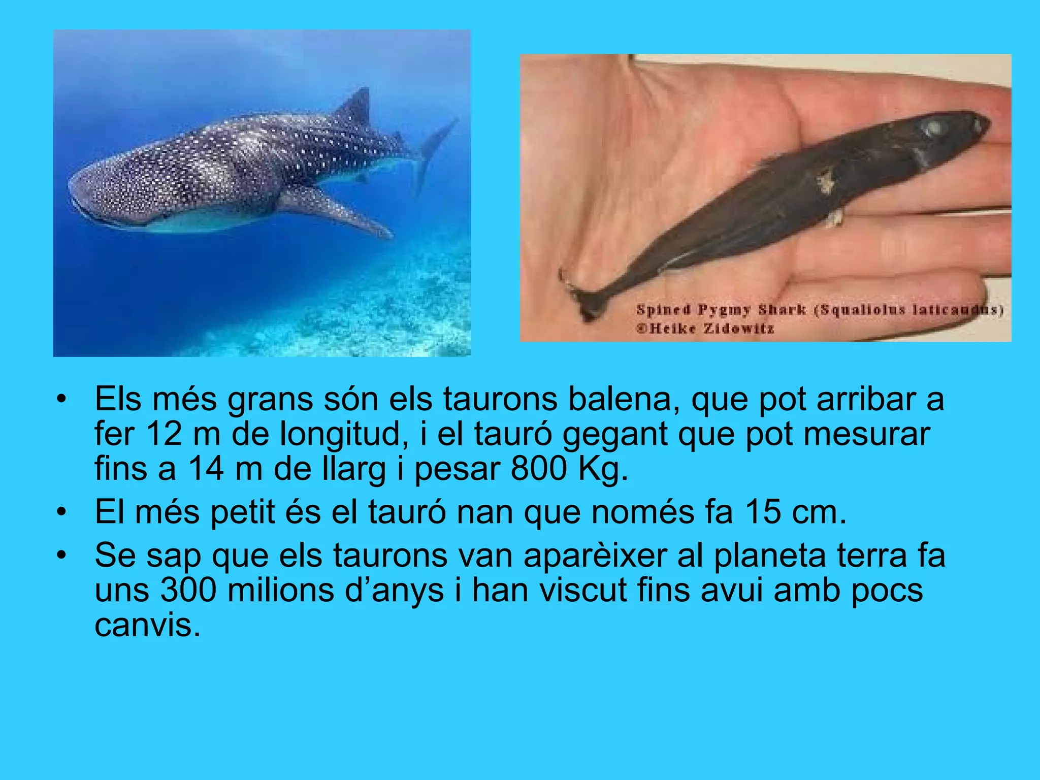 • Els més grans són els taurons balena, que pot arribar a
fer 12 m de longitud, i el tauró gegant que pot mesurar
fins a 14 m de llarg i pesar 800 Kg.
• El més petit és el tauró nan que només fa 15 cm.
• Se sap que els taurons van aparèixer al planeta terra fa
uns 300 milions d’anys i han viscut fins avui amb pocs
canvis.
 